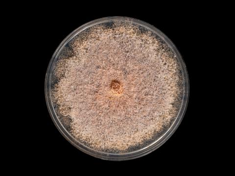 Fusarium_sambucinum_3