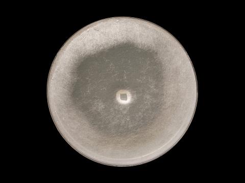 Globisporangium_irregulare_6