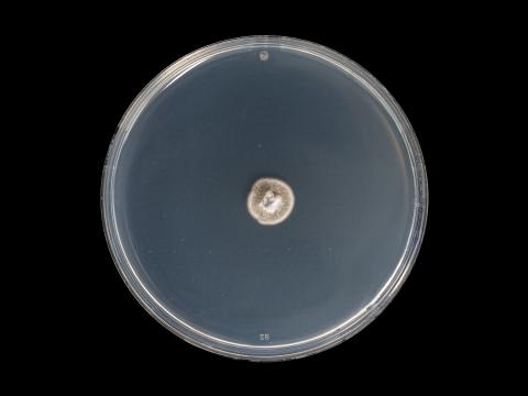 Helminthosporium_solani_5