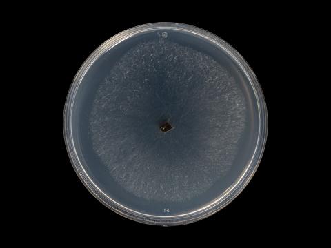 Neofusicoccum_parvum_4