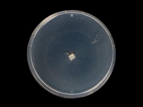 Neocosmospora_solani_9