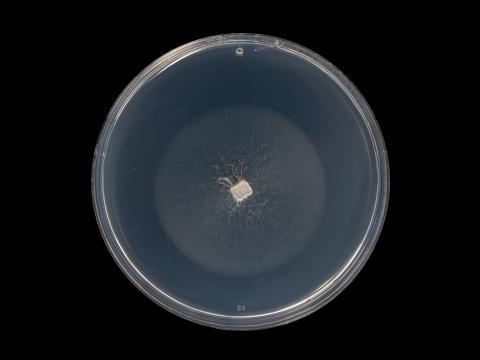 Neocosmospora_solani_8