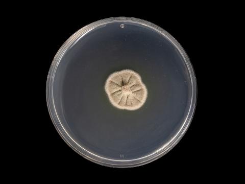 Phaeoacremonium_minimum_2