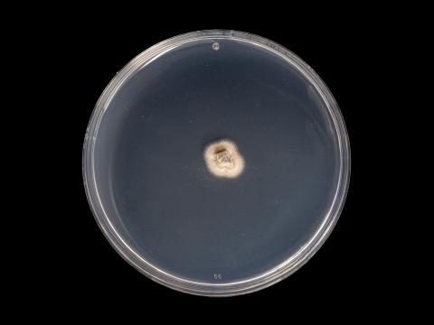 Phaeoacremonium_minimum_1