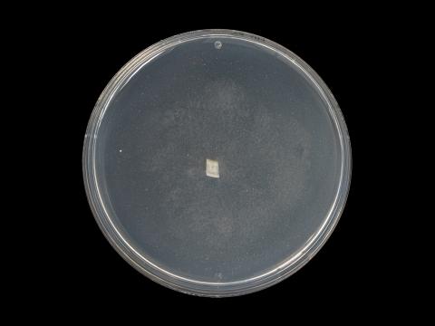 Phytophthora_cactorum_10