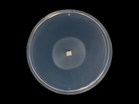 Plectosphaerella_cucumerina_9