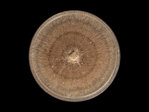 Rhizoctonia_solani_8