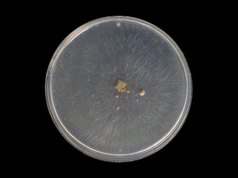 Rhizoctonia_solani_12