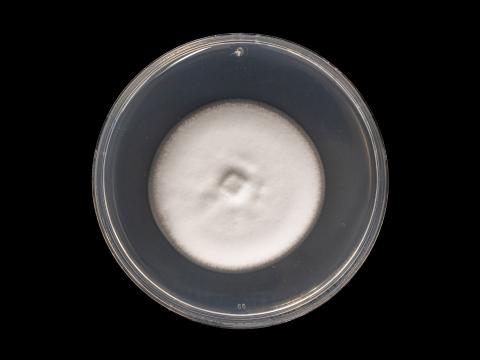 Verticillium_alboatrum_2