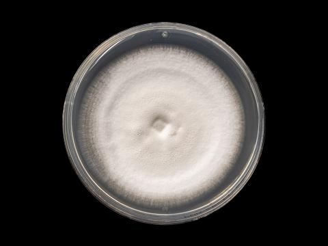 Verticillium_alboatrum_3