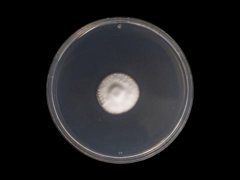 Verticillium_alboatrum_1