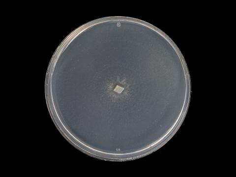 Verticillium_alboatrum_6