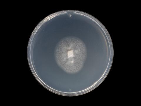 Verticillium_dahliae_8