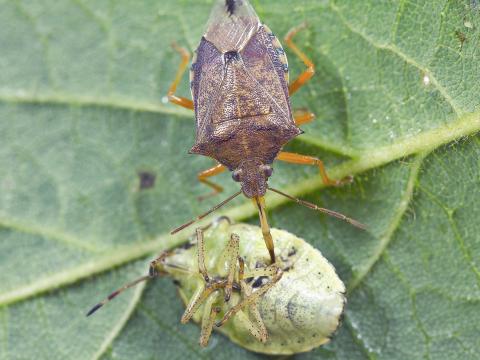 Podisus maculiventris
