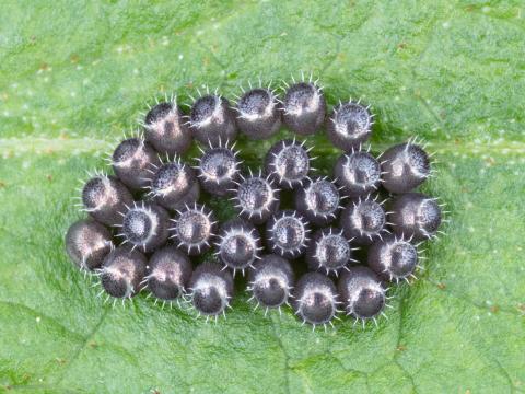 Podisus maculiventris