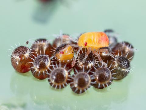 Podisus maculiventris