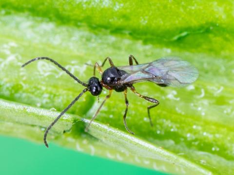 Aphidius colemani