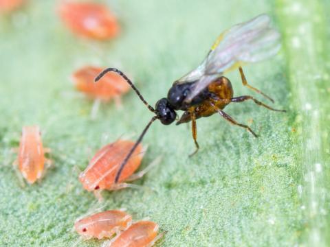 Aphidius matricariae