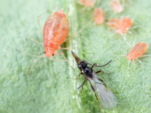 Aphidius matricariae