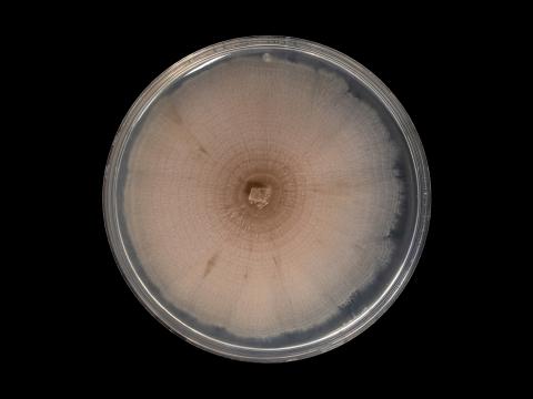 Aureobasidium_pullulans_2