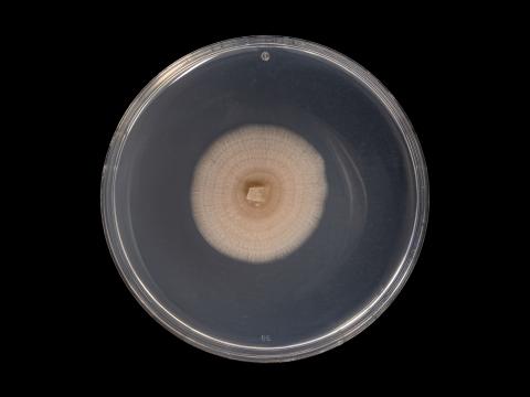 Aureobasidium_pullulans_1