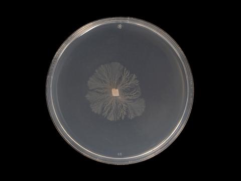 Aureobasidium_pullulans_4