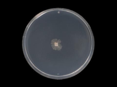 Aureobasidium_pullulans_3