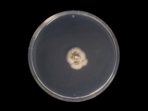 Cadophora_luteo-olivacea_1