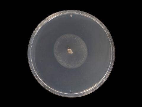 Cadophora_luteo-olivacea_5