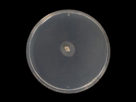 Cadophora_luteo-olivacea_4