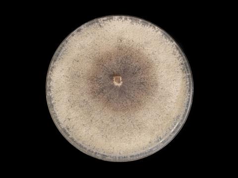 Cytospora_chrysosperma_4