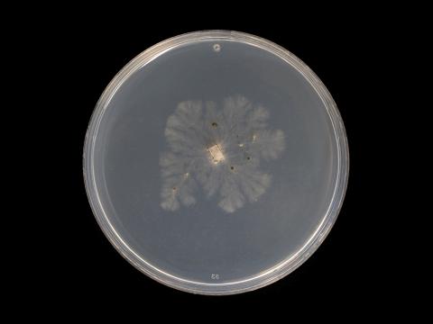 Cytospora_chrysosperma_6