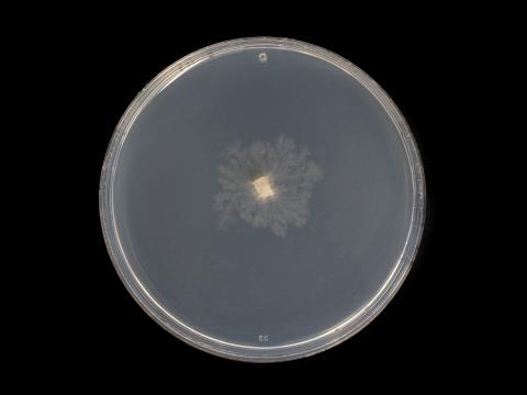 Cytospora_chrysosperma_5