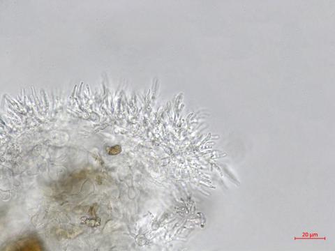 Cytospora_sp_4