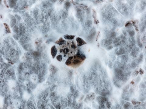 Diaporthe_vaccinii_1