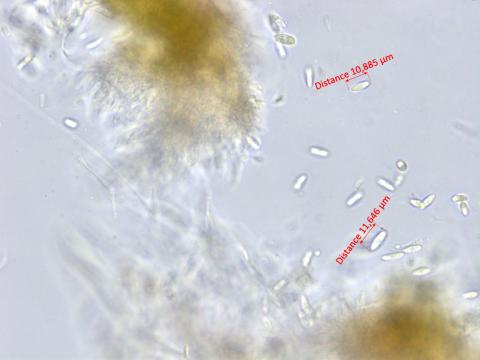 Diaporthe_viticola_1