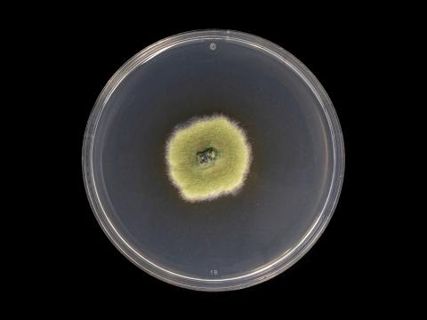 Godronia_cassandrae_2