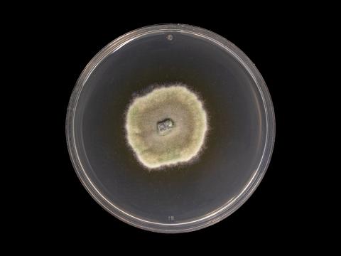 Godronia_cassandrae_3