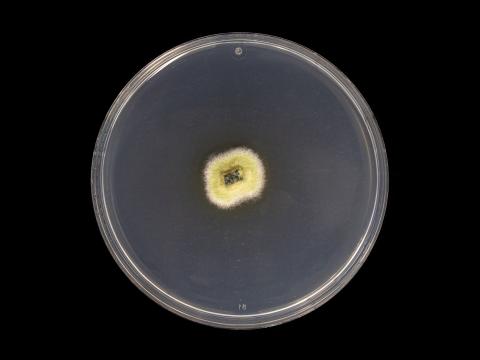 Godronia_cassandrae_1