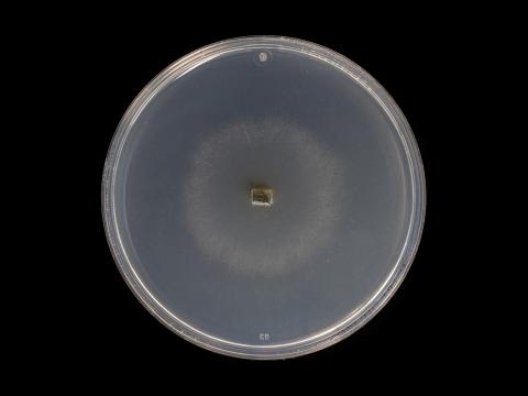 Godronia_cassandrae_5