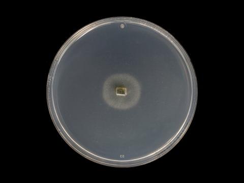 Godronia_cassandrae_4