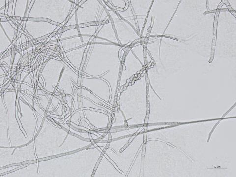 Monilinia_polystroma_2