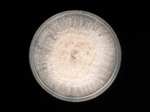 Neocosmospora_phaseoli_3