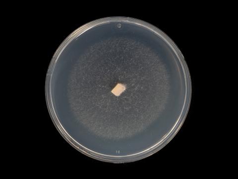 Neocosmospora_phaseoli_4