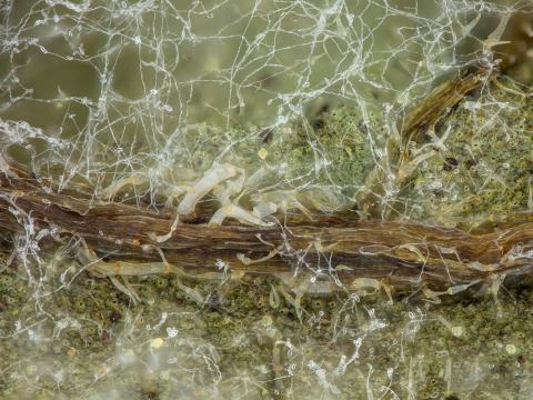 Phytophthora_infestans_5