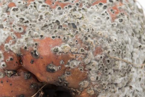 Monilinia polystroma