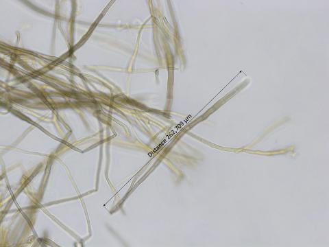 Pyrenophora_avenae_2