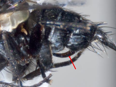 Celatoria setosa