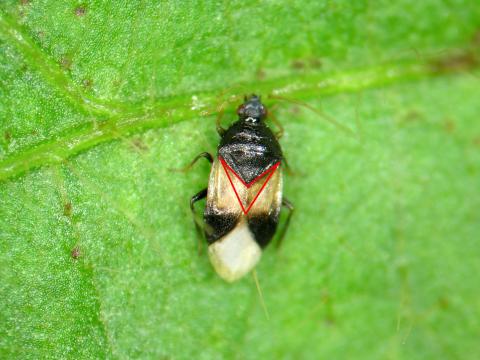 Orius insidiosus