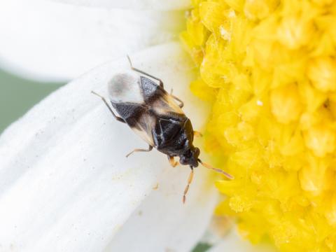 Orius insidiosus